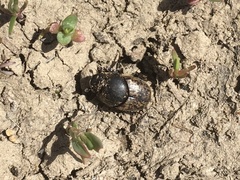 Onthophagus nuchicornis