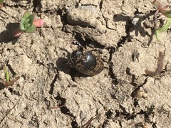 Onthophagus nuchicornis
