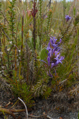 Merciera azurea