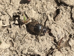 Onthophagus nuchicornis