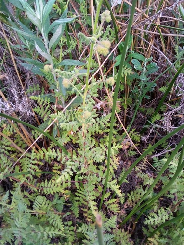 iNaturalist observation photo of branching phacelia