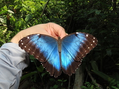 Morpho helenor peleides