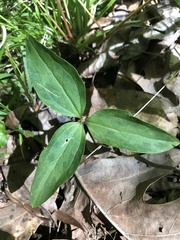 Trillium recurvatum