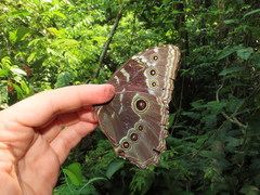 Morpho helenor peleides