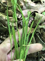 Carex planispicata