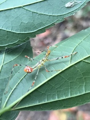 Epidaus sexspinus