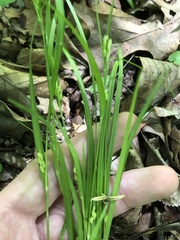 Carex planispicata