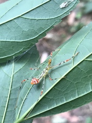 Epidaus sexspinus