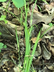 Carex planispicata