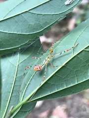 Epidaus sexspinus