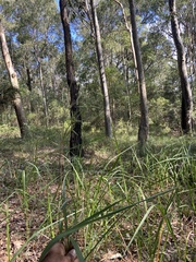 Cymbopogon refractus