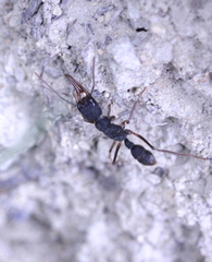Harpegnathos venator