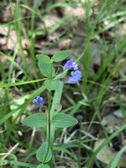 Scutellaria parvula