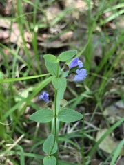Scutellaria parvula