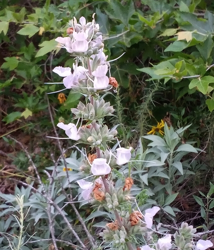 iNaturalist observation photo of white sage