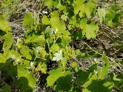 Vitis girdiana
