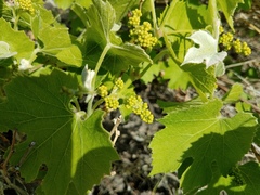 Vitis girdiana