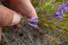 Merciera azurea