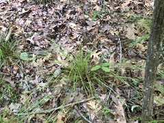 Carex planispicata