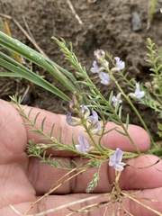 Astragalus mulfordiae