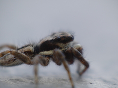 Menemerus bivittatus