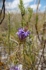 Merciera azurea