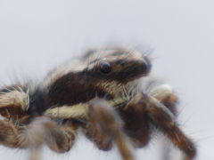 Menemerus bivittatus