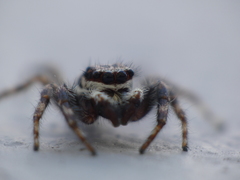 Menemerus bivittatus