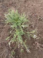 Astragalus mulfordiae