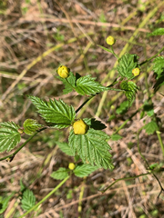 Kerria japonica