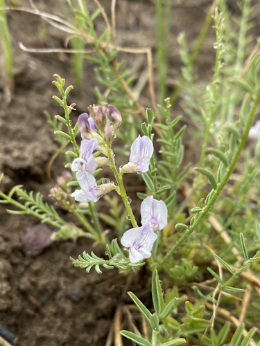 Mulford's milkvetch (Astragalus mulfordiae)