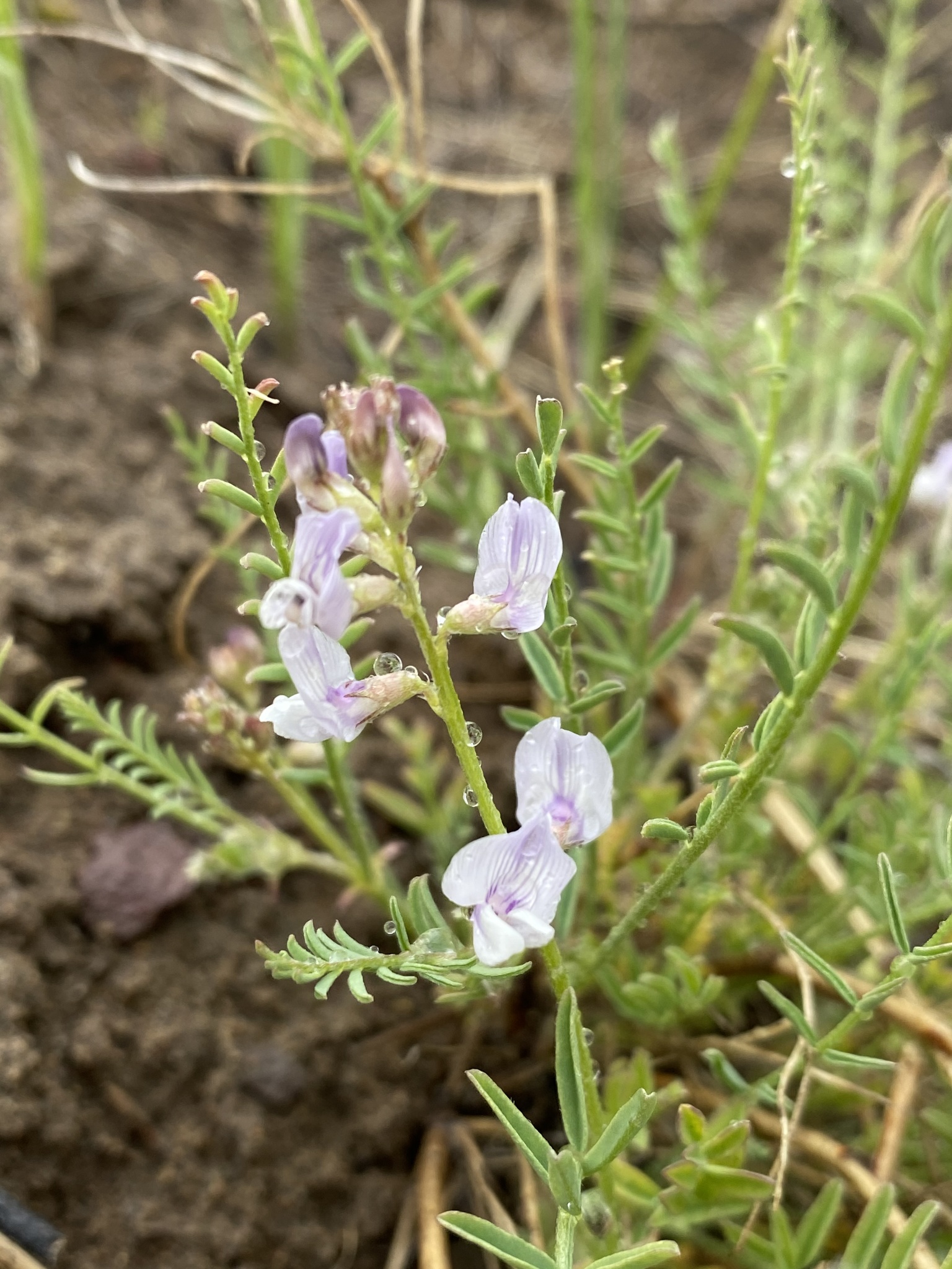 Astragalus mulfordiae