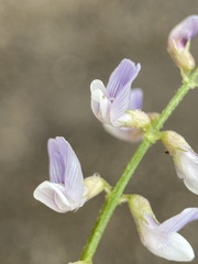 Astragalus mulfordiae