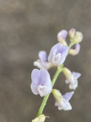 Astragalus mulfordiae