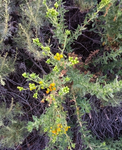iNaturalist observation photo of Coastal Goldenbush