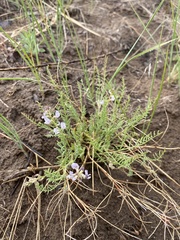 Astragalus mulfordiae