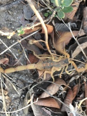 Centruroides vittatus
