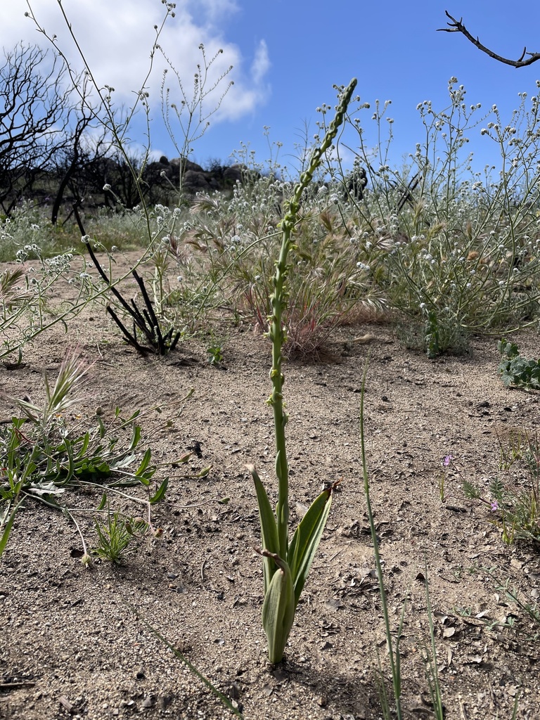 Platanthera cooperi
