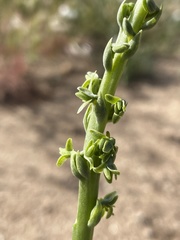 Platanthera cooperi