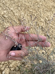 Astragalus solitarius