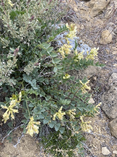 Astragalus beckwithii var. weiserensis