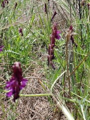 Vicia benghalensis