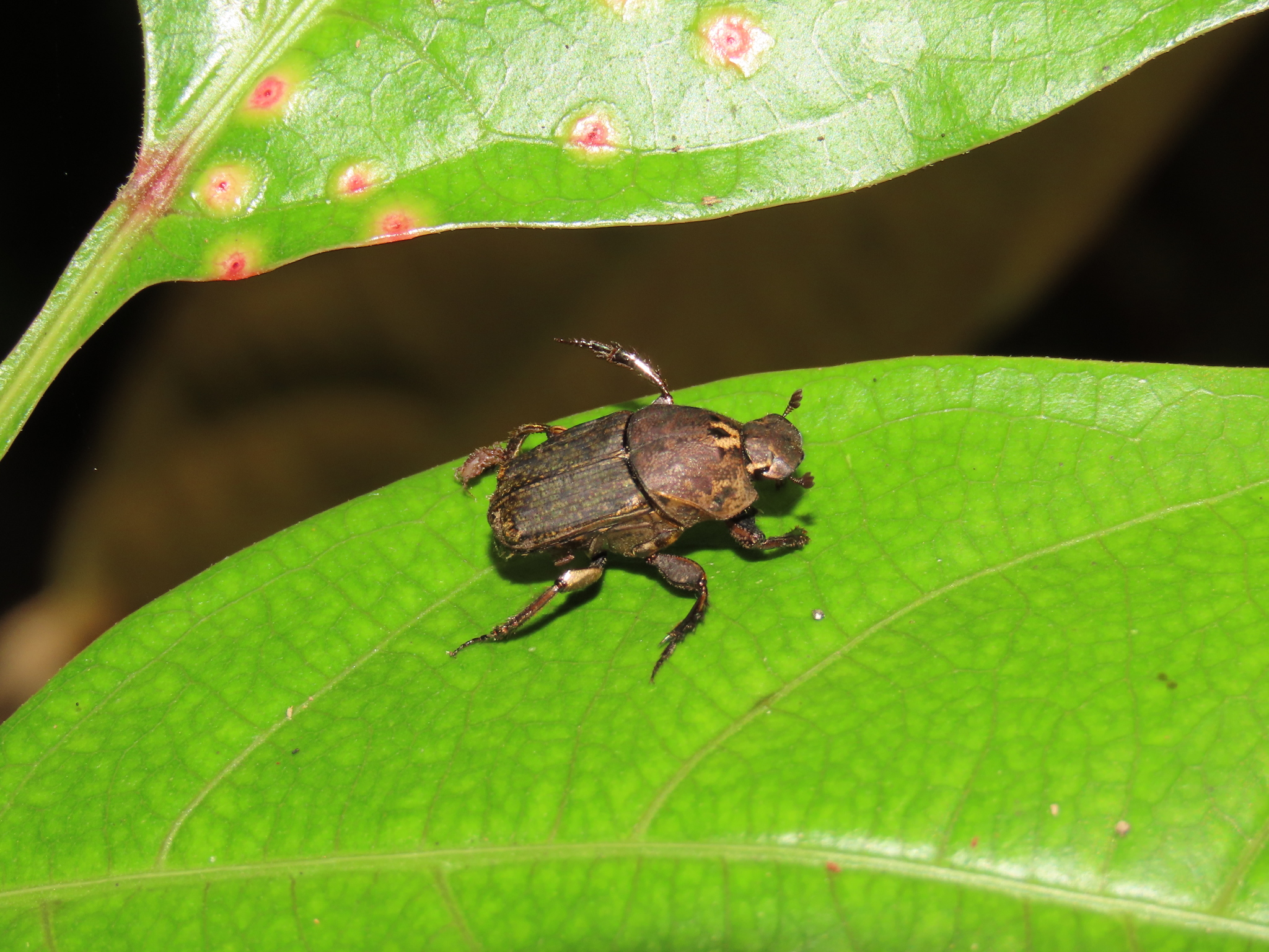 Genisaro Insecto Imagen principal