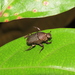 Escarabajo Estercolero Mexicano - Photo (c) Lepidoptera Colombiana 🇨🇴, algunos derechos reservados (CC BY-NC), subido por Lepidoptera Colombiana 🇨🇴