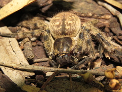 Polybetes pythagoricus