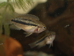 Goldeneye Cichlid photo 3