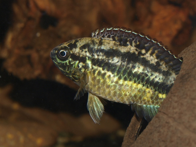 Cichlidé nain à œil d'or (Nannacara anomala)