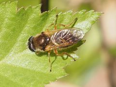 Cheilosia albipila