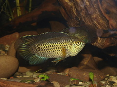Goldeneye Cichlid photo 4