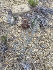 Astragalus solitarius